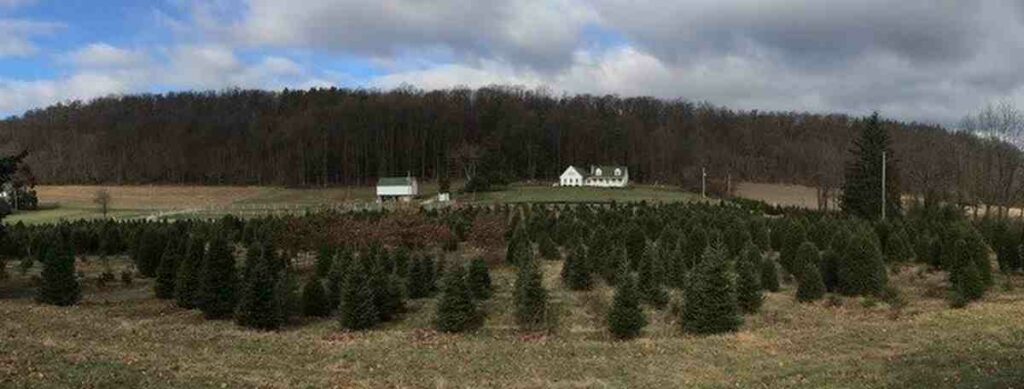 Cornerstone Plantation