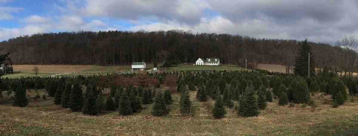 Choose and Cut - Cornerstone Plantation Christmas Tree Farm