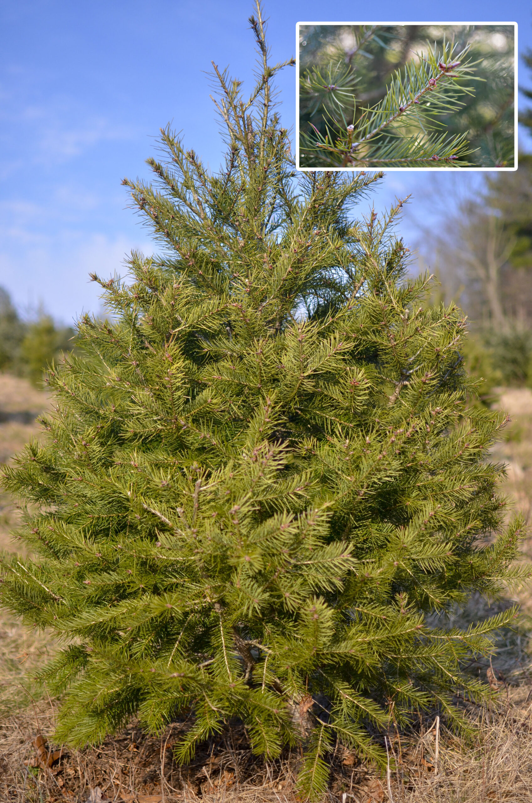 Trees Cornerstone Plantation Christmas Tree Farm